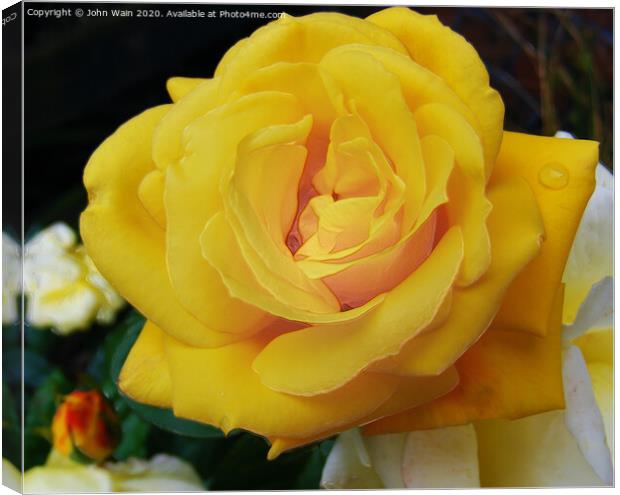 Lovely Yellow Rose Canvas Print by John Wain