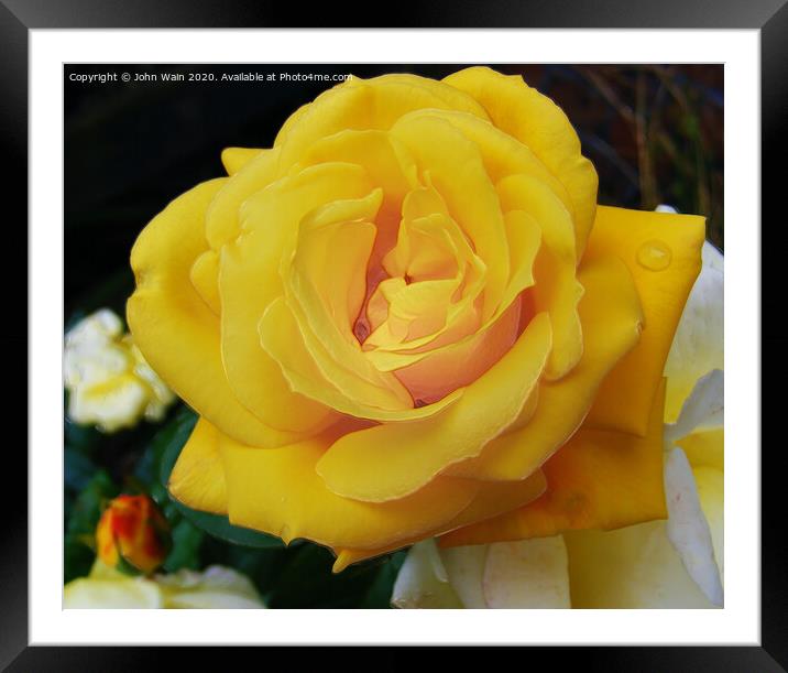 Lovely Yellow Rose Framed Mounted Print by John Wain