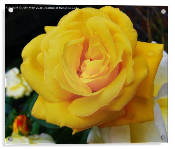 Lovely Yellow Rose Acrylic by John Wain