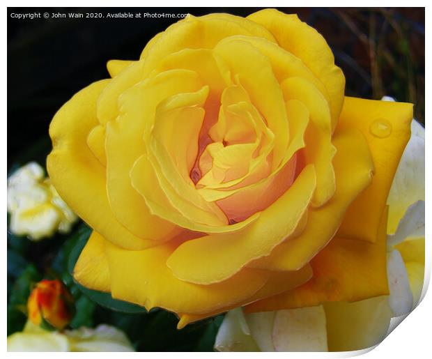 Lovely Yellow Rose Print by John Wain