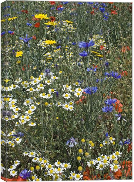Wild Flowers Canvas Print by Howard Corlett