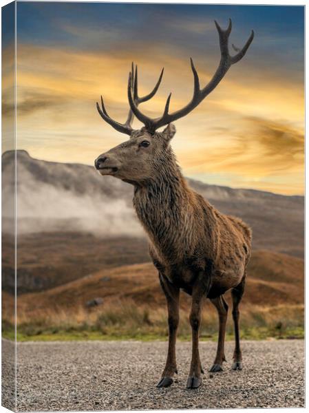 Wild Deer Canvas Print by Alan Simpson
