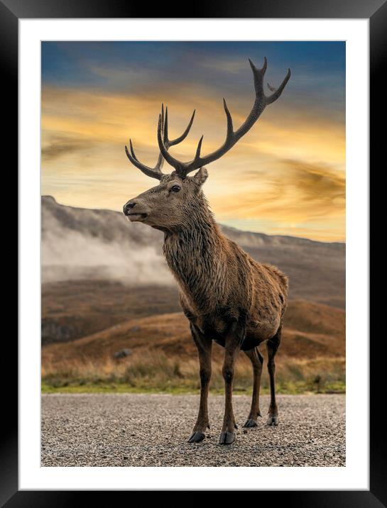 Wild Deer Framed Mounted Print by Alan Simpson