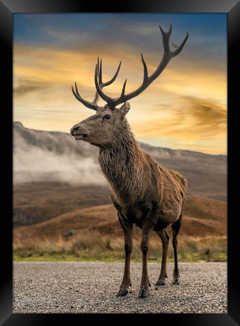 Wild Deer Framed Print by Alan Simpson