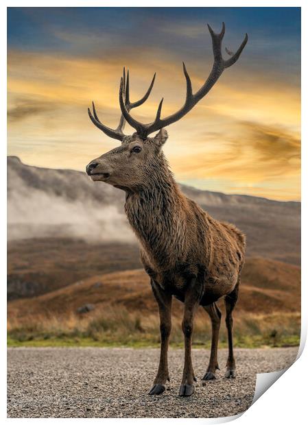 Wild Deer Print by Alan Simpson