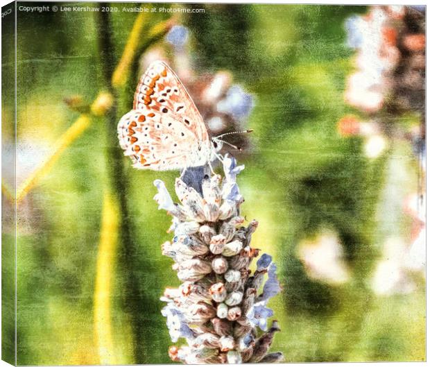 Butterfly Canvas Print by Lee Kershaw