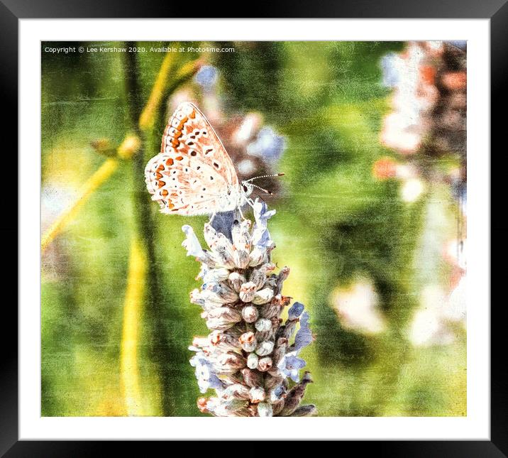 Butterfly Framed Mounted Print by Lee Kershaw