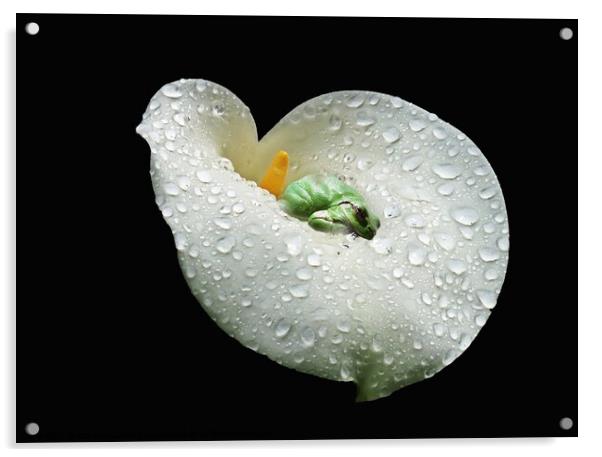 A sleeping frog on a white Lilly, water drops on the Lilly Acrylic by Karen Noble