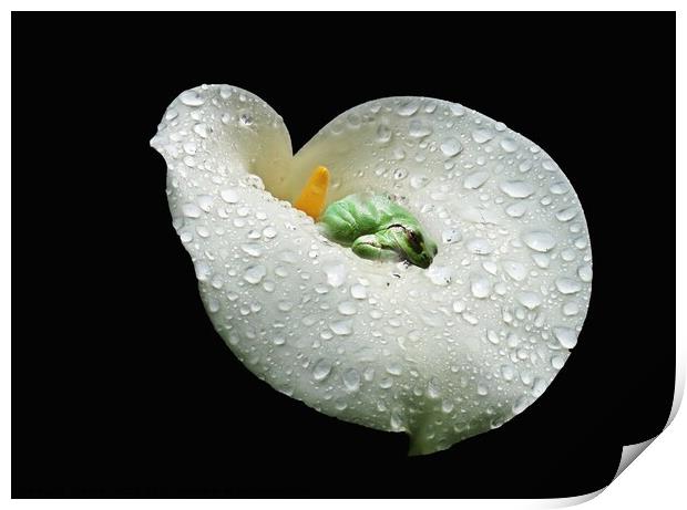 A sleeping frog on a white Lilly, water drops on the Lilly Print by Karen Noble