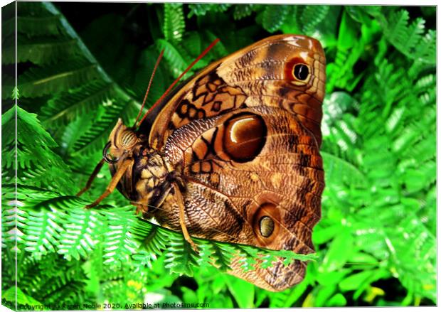Beautiful brown butterfly in Spain, was in a butterfly house, so beautiful to see.  Canvas Print by Karen Noble