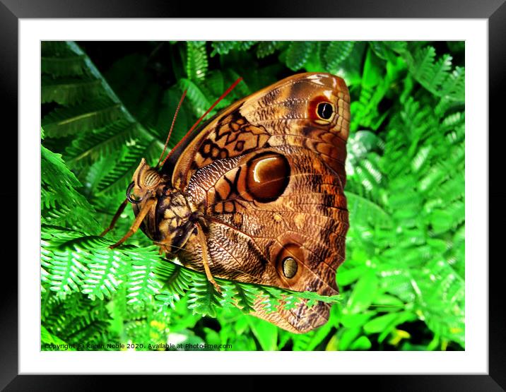 Beautiful brown butterfly in Spain, was in a butterfly house, so beautiful to see.  Framed Mounted Print by Karen Noble