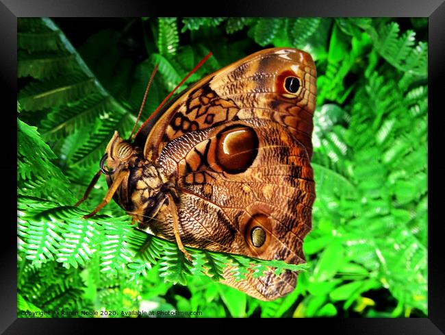 Beautiful brown butterfly in Spain, was in a butterfly house, so beautiful to see.  Framed Print by Karen Noble