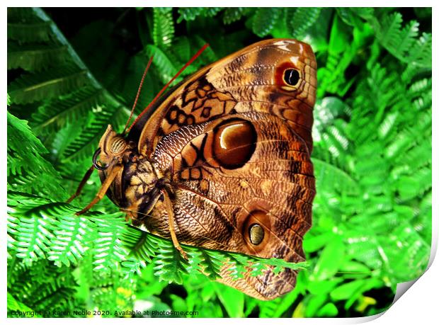 Beautiful brown butterfly in Spain, was in a butterfly house, so beautiful to see.  Print by Karen Noble