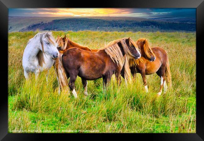 Wild Horses on The Brecon Beacons at Sunset Framed Print by Michael W Salter