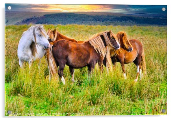 Wild Horses on The Brecon Beacons at Sunset Acrylic by Michael W Salter
