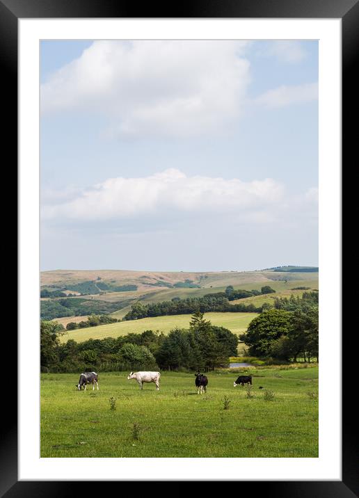 Cattle on the plains of Stiperstones National Natu Framed Mounted Print by Jason Wells