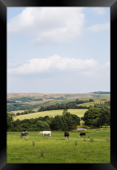 Cattle on the plains of Stiperstones National Natu Framed Print by Jason Wells