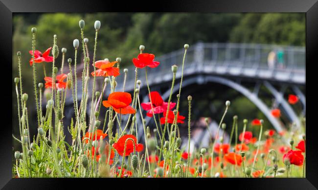 Poppies in front of the Iron Bridge Framed Print by Jason Wells