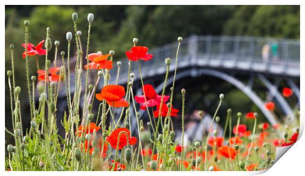 Poppies in front of the Iron Bridge Print by Jason Wells