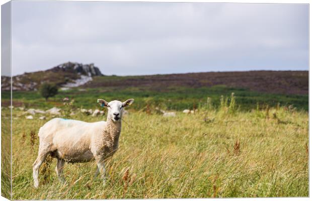 Close up of a sheep on Stiperstones Canvas Print by Jason Wells