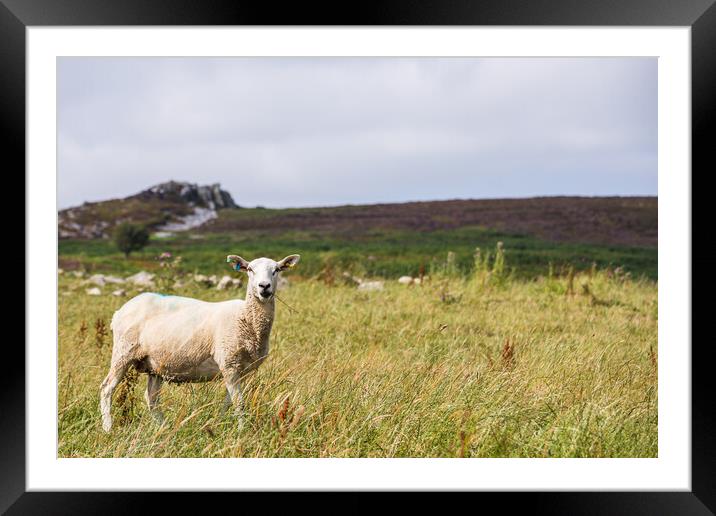 Close up of a sheep on Stiperstones Framed Mounted Print by Jason Wells