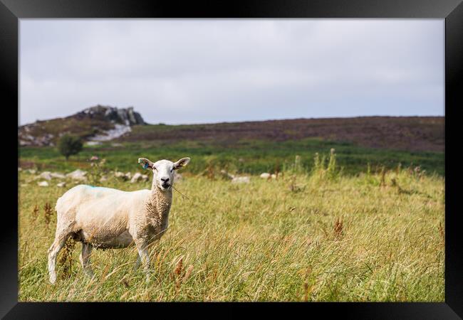 Close up of a sheep on Stiperstones Framed Print by Jason Wells