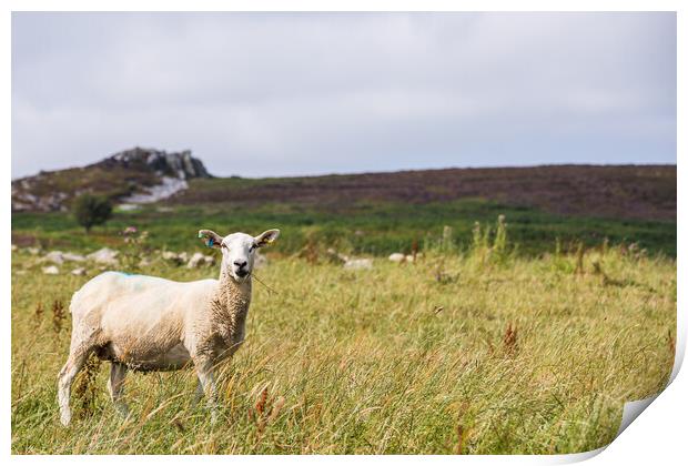 Close up of a sheep on Stiperstones Print by Jason Wells