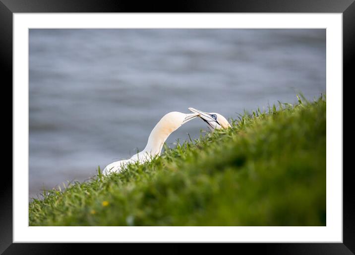 Northern gannet pair exchanging grass for their nest Framed Mounted Print by Jason Wells