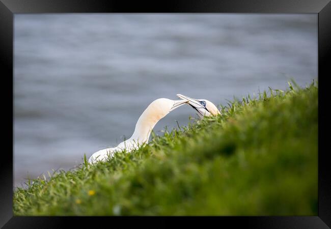 Northern gannet pair exchanging grass for their nest Framed Print by Jason Wells