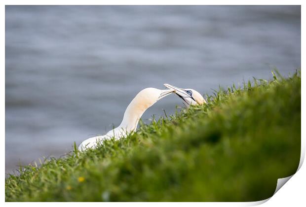 Northern gannet pair exchanging grass for their nest Print by Jason Wells