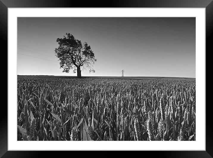 Lone tree Framed Mounted Print by Daniel Cowee