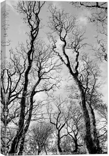 Winter Trees, Godolphin Canvas Print by Rika Hodgson
