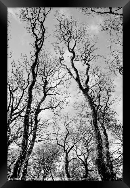 Winter Trees, Godolphin Framed Print by Rika Hodgson