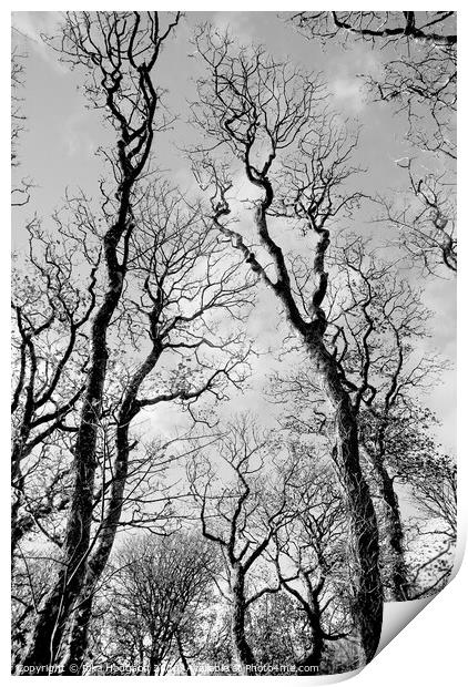 Winter Trees, Godolphin Print by Rika Hodgson
