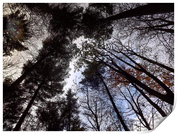 Looking up through trees in Hardwick Park  Print by Janet Kelly