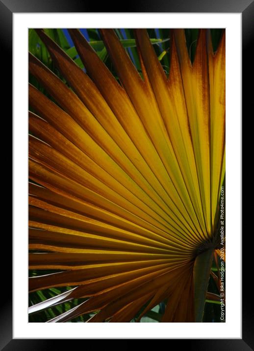 Fan Palm leaf Framed Mounted Print by Rika Hodgson