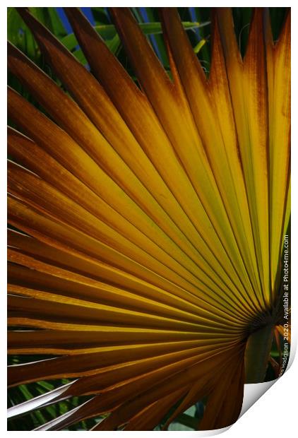 Fan Palm leaf Print by Rika Hodgson