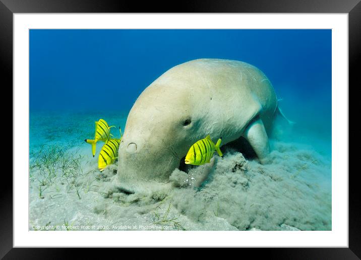 Dugong with Golden trevallies feeds see weed Framed Mounted Print by Norbert Probst