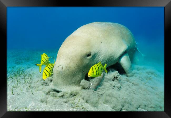 Dugong with Golden trevallies feeds see weed Framed Print by Norbert Probst