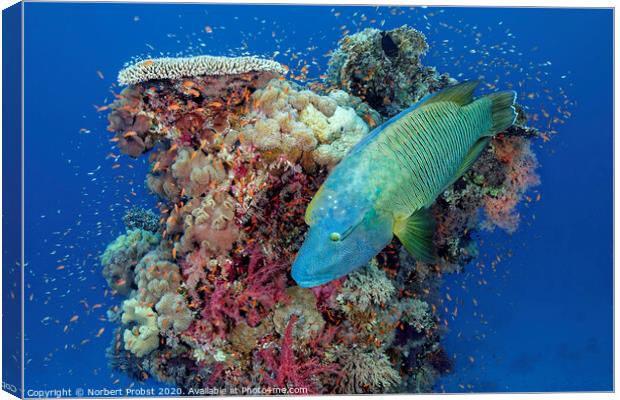 Napoleon wrasse in front of a coral tower Canvas Print by Norbert Probst