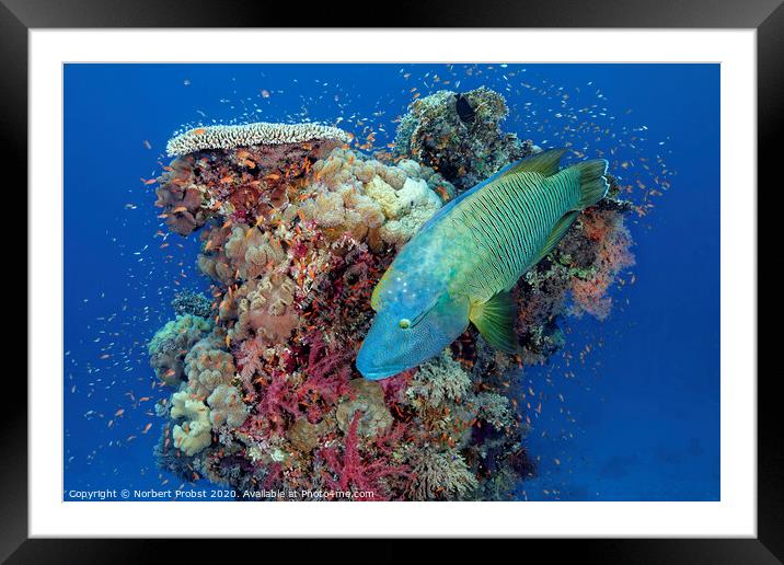 Napoleon wrasse in front of a coral tower Framed Mounted Print by Norbert Probst