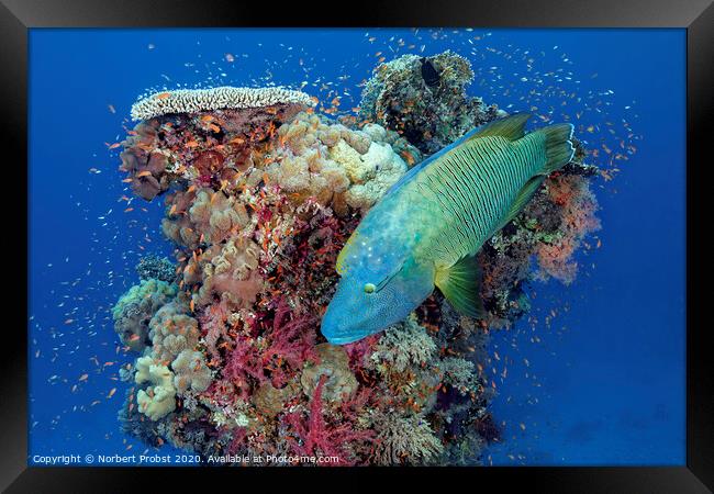 Napoleon wrasse in front of a coral tower Framed Print by Norbert Probst