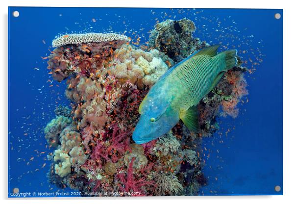 Napoleon wrasse in front of a coral tower Acrylic by Norbert Probst
