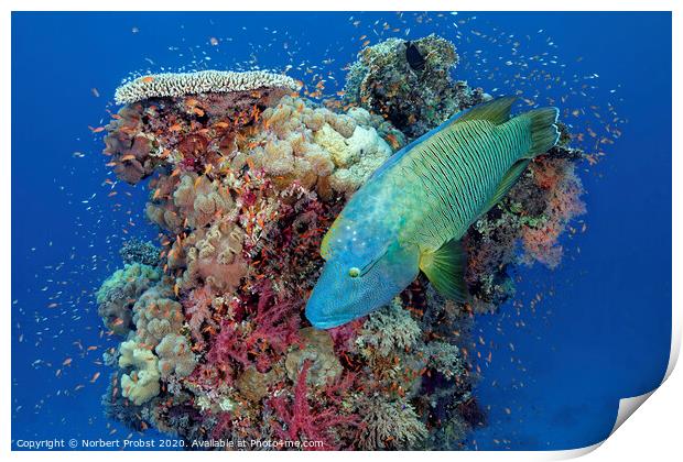 Napoleon wrasse in front of a coral tower Print by Norbert Probst