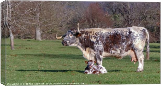 An English Longhorn cow with her newborn calf  Canvas Print by Stephen Robinson