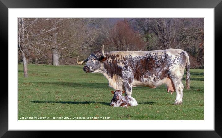 An English Longhorn cow with her newborn calf  Framed Mounted Print by Stephen Robinson