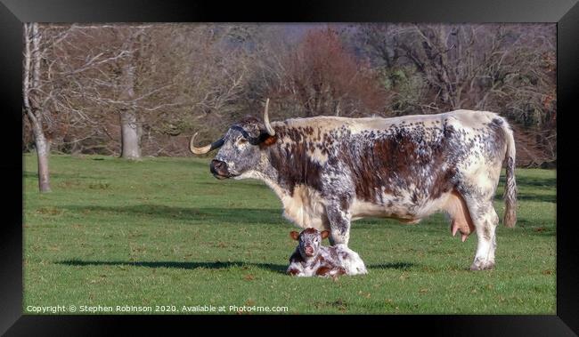 An English Longhorn cow with her newborn calf  Framed Print by Stephen Robinson