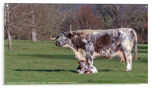 An English Longhorn cow with her newborn calf  Acrylic by Stephen Robinson