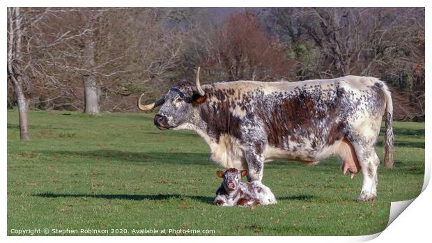 An English Longhorn cow with her newborn calf  Print by Stephen Robinson