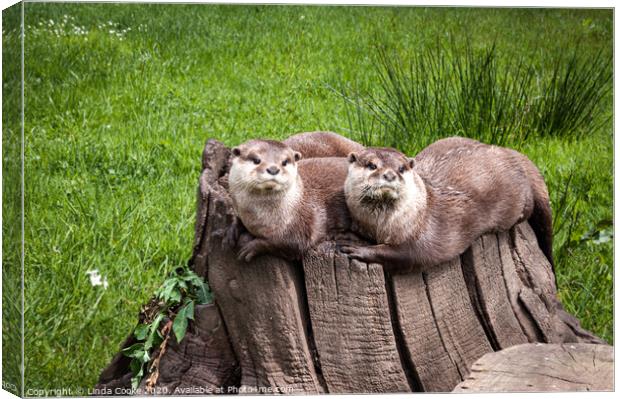 Eurasian Otters Canvas Print by Linda Cooke